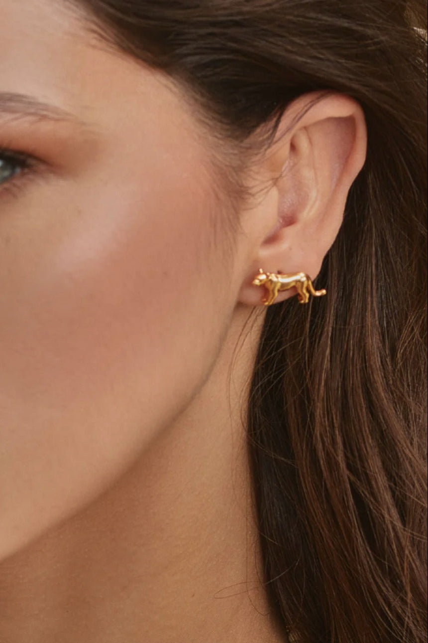 Puma Aretes